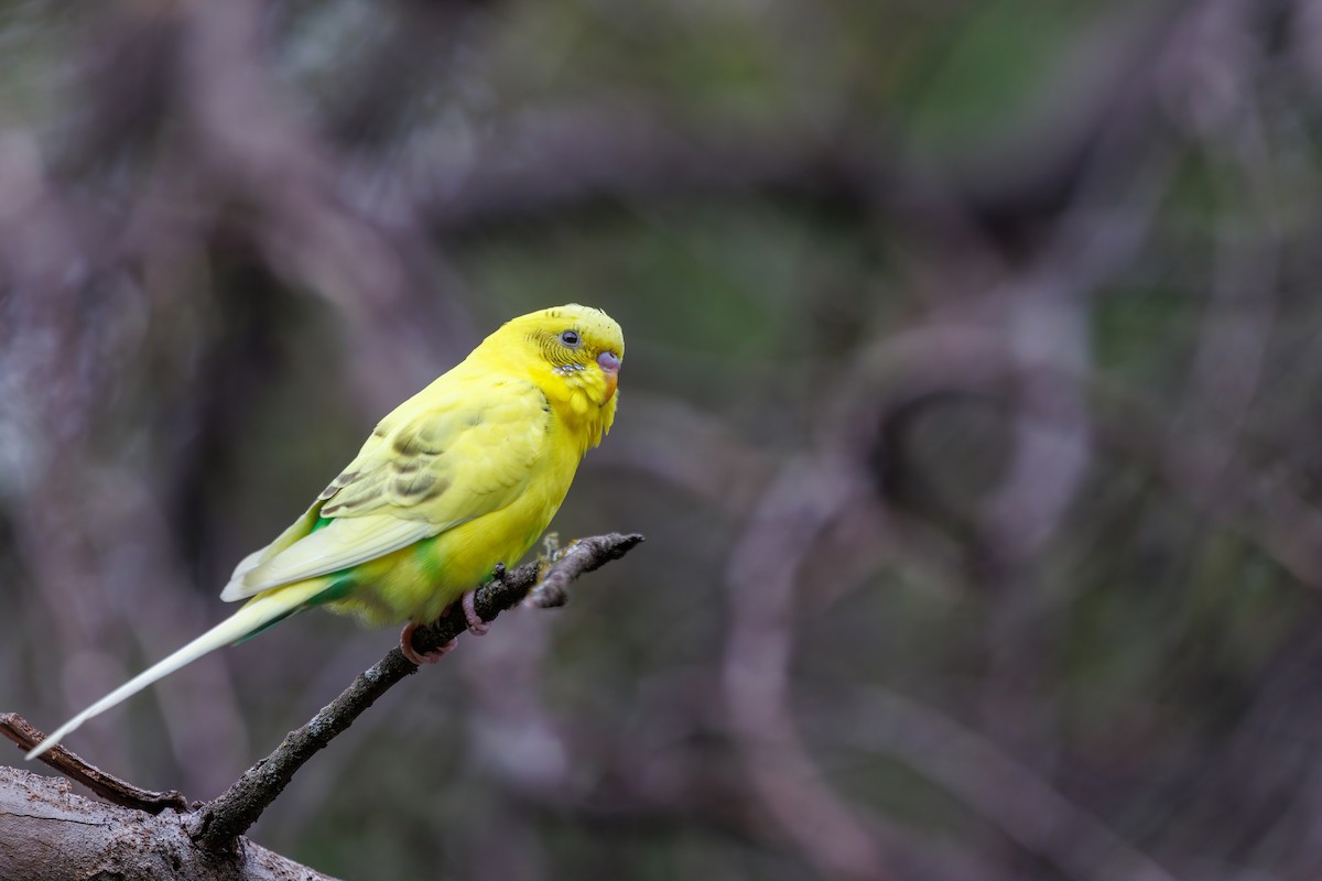 Budgerigar (Domestic type) - ML478080721