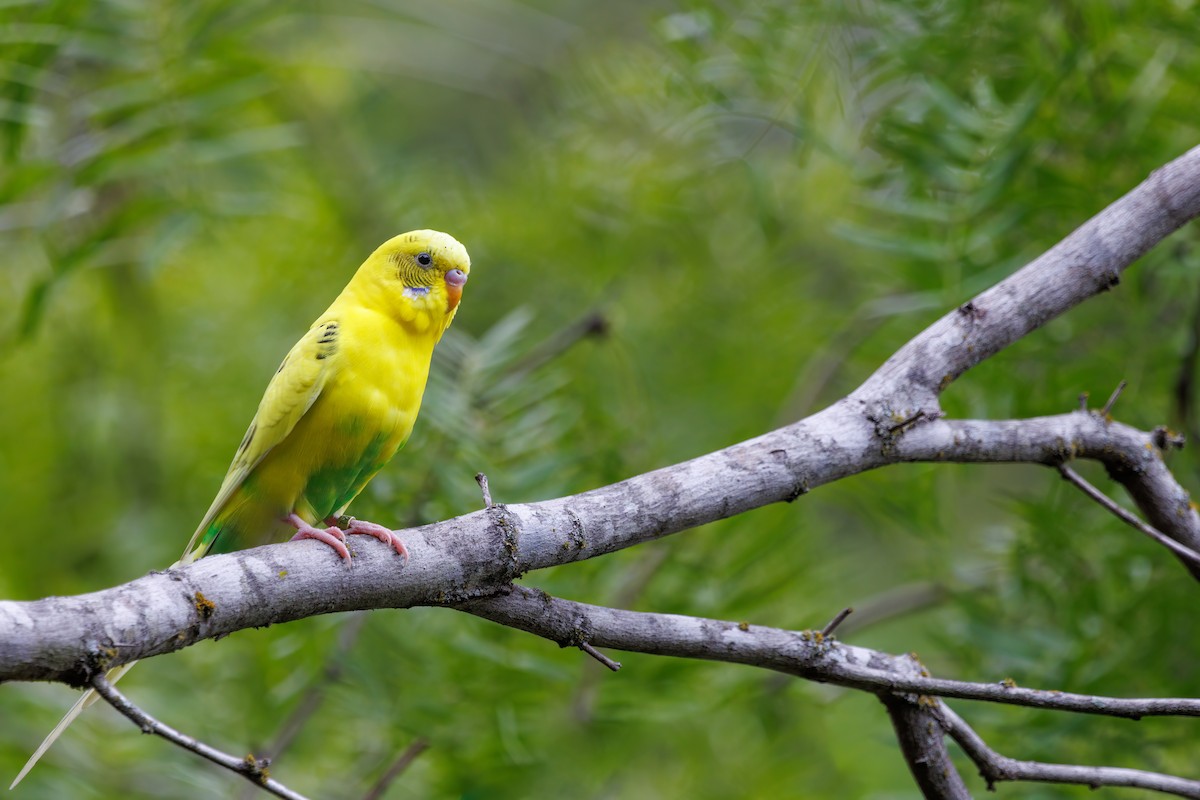 Budgerigar (Domestic type) - ML478080731