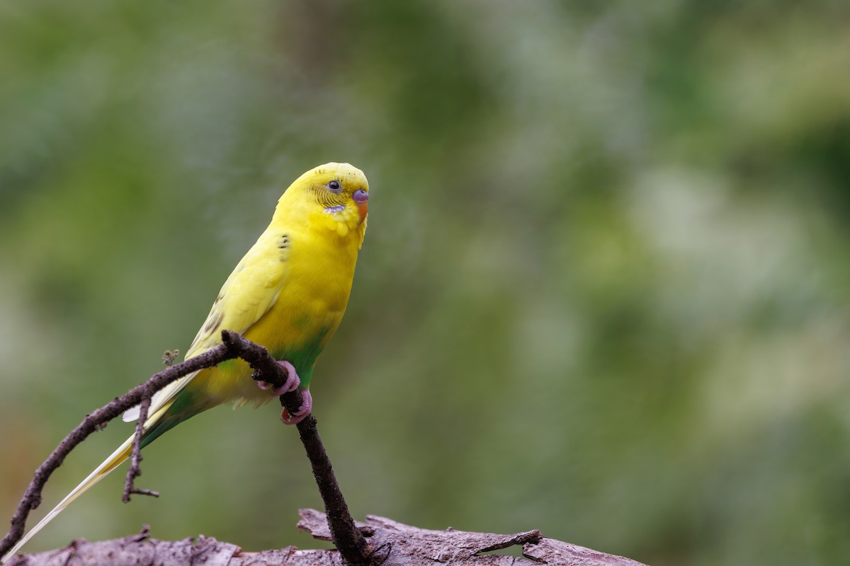 Budgerigar (Domestic type) - ML478080741
