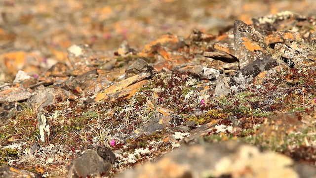 Red-necked Stint - ML478081