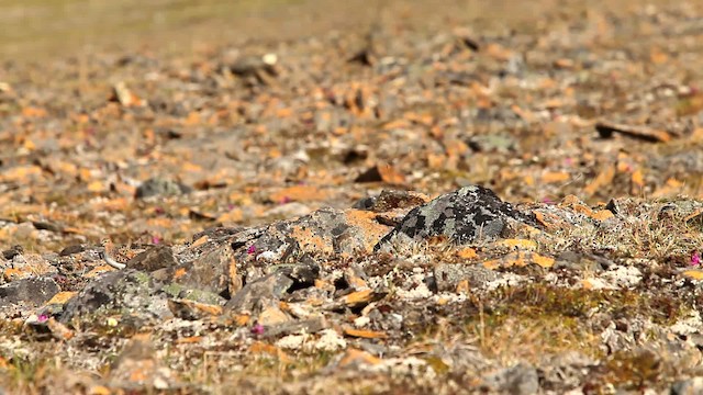 Red-necked Stint - ML478082