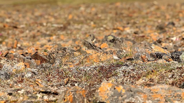 Red-necked Stint - ML478083