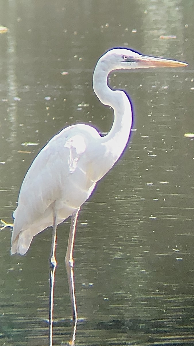 Great Blue Heron (Great White) - ML478083091