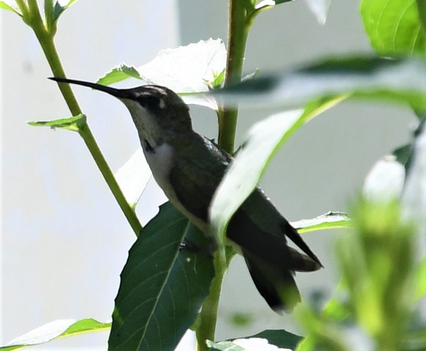 Ruby-throated Hummingbird - ML478083441