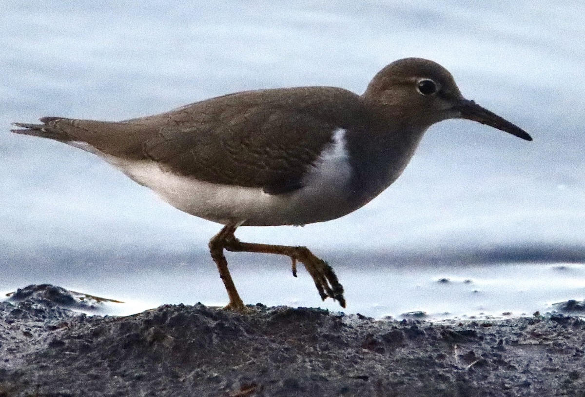 Spotted Sandpiper - ML478083561