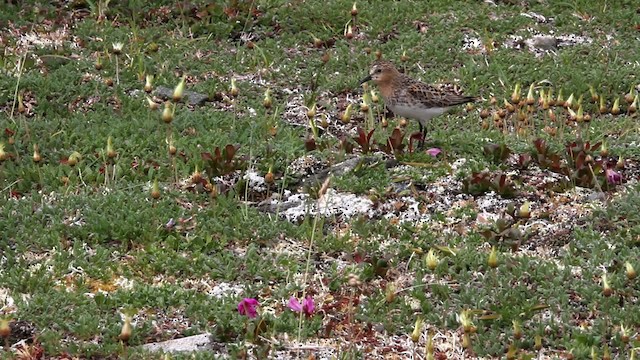 Red-necked Stint - ML478084