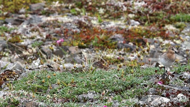 Red-necked Stint - ML478085