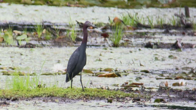 Little Blue Heron - ML478085971