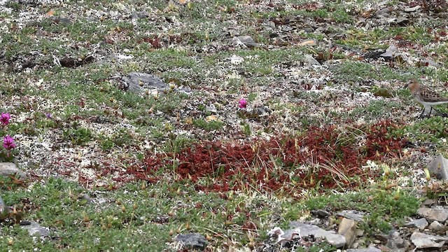 Red-necked Stint - ML478086