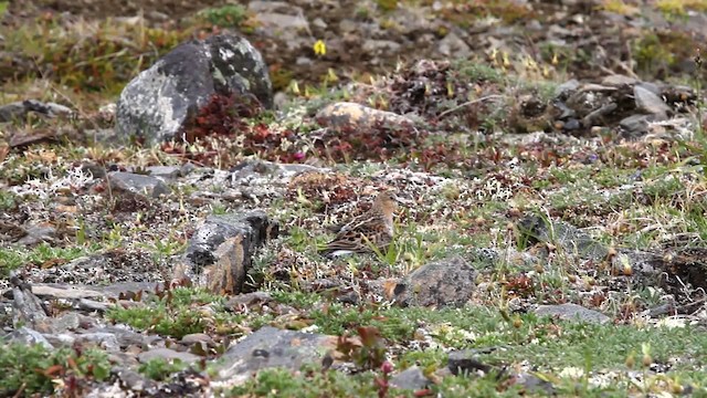 Red-necked Stint - ML478087