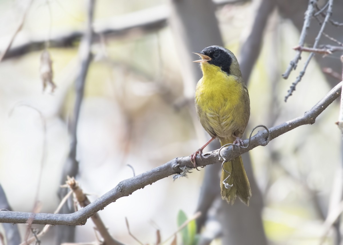 Hooded Yellowthroat - Carl Giometti 🍹