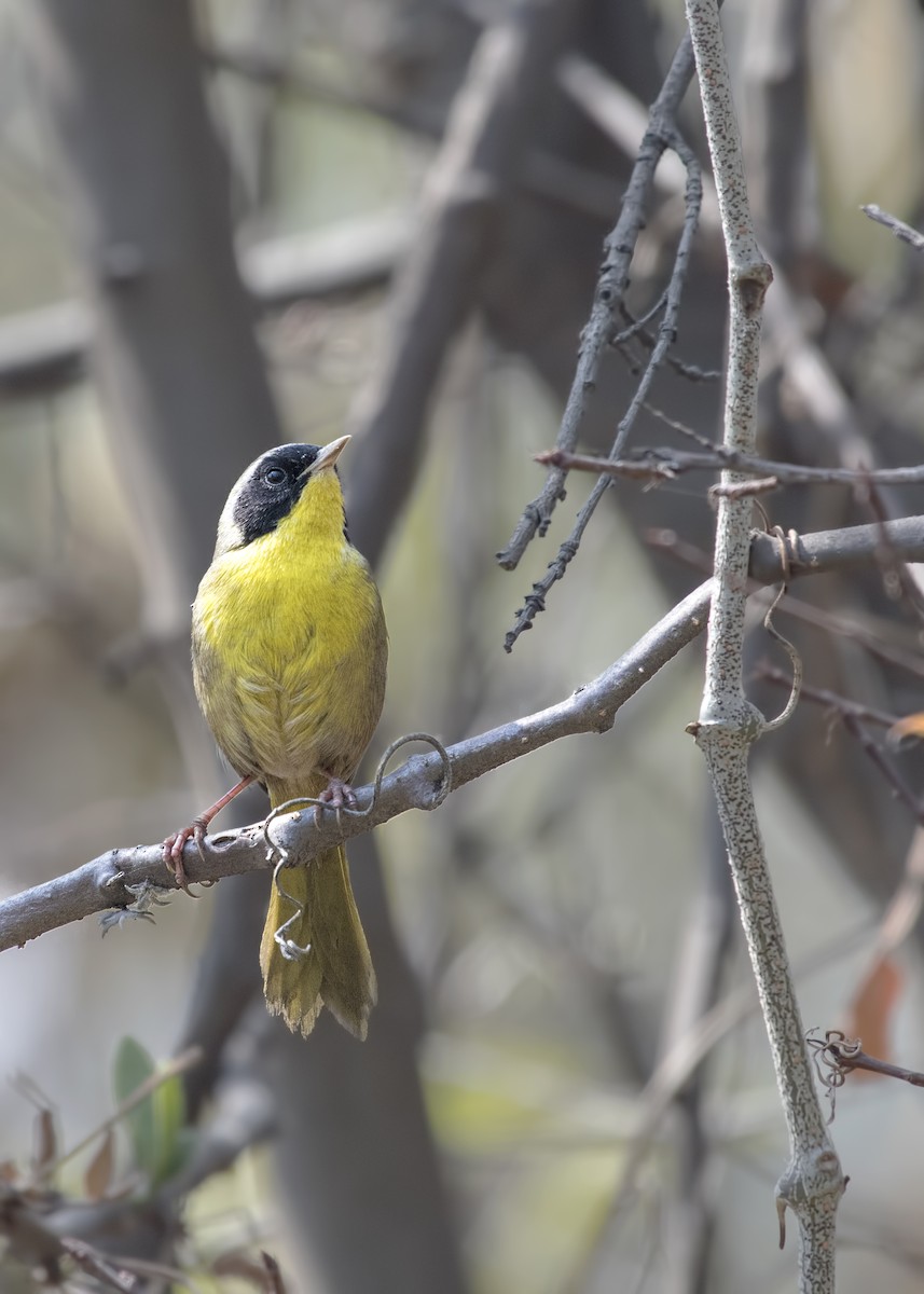 Hooded Yellowthroat - ML47808731