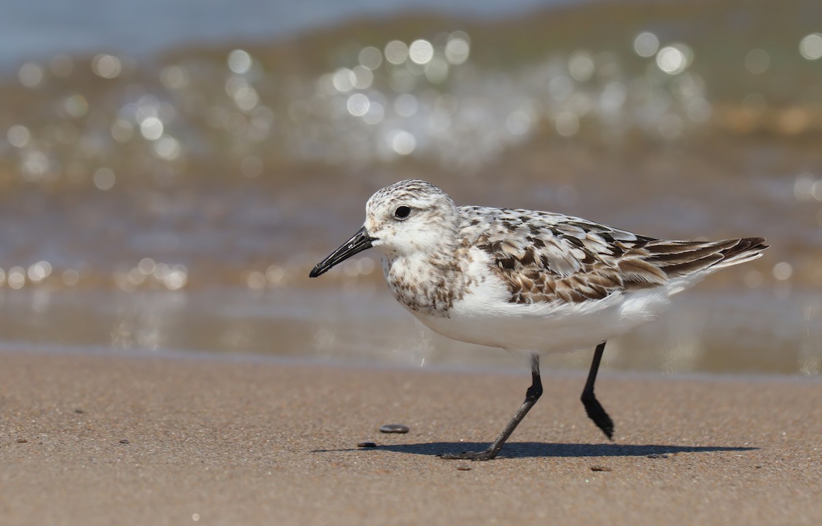 Bécasseau sanderling - ML478087471