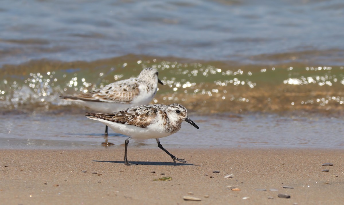 Bécasseau sanderling - ML478087501