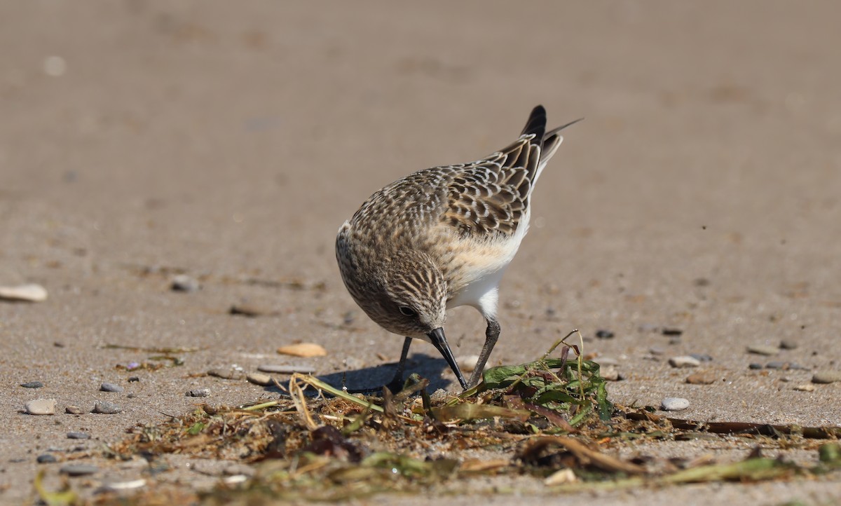 Baird's Sandpiper - ML478087561