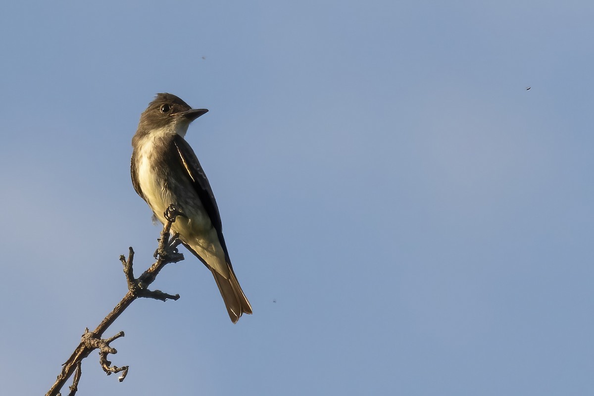 Olive-sided Flycatcher - ML478087571