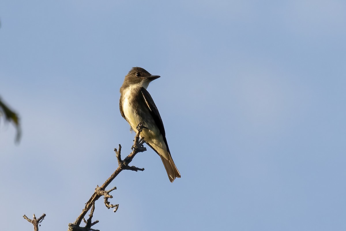 Olive-sided Flycatcher - ML478087581