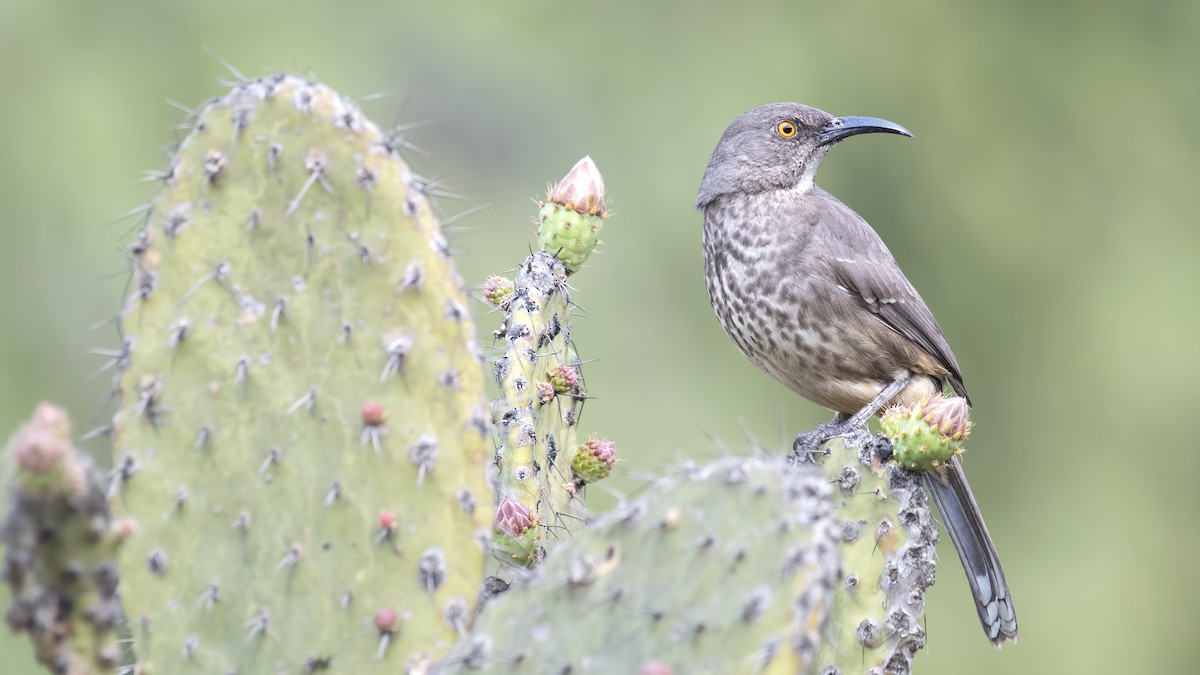 Curve-billed Thrasher - Carl Giometti 🍹