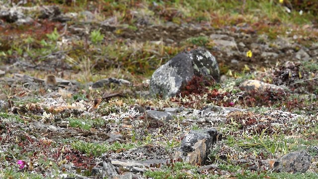Red-necked Stint - ML478088