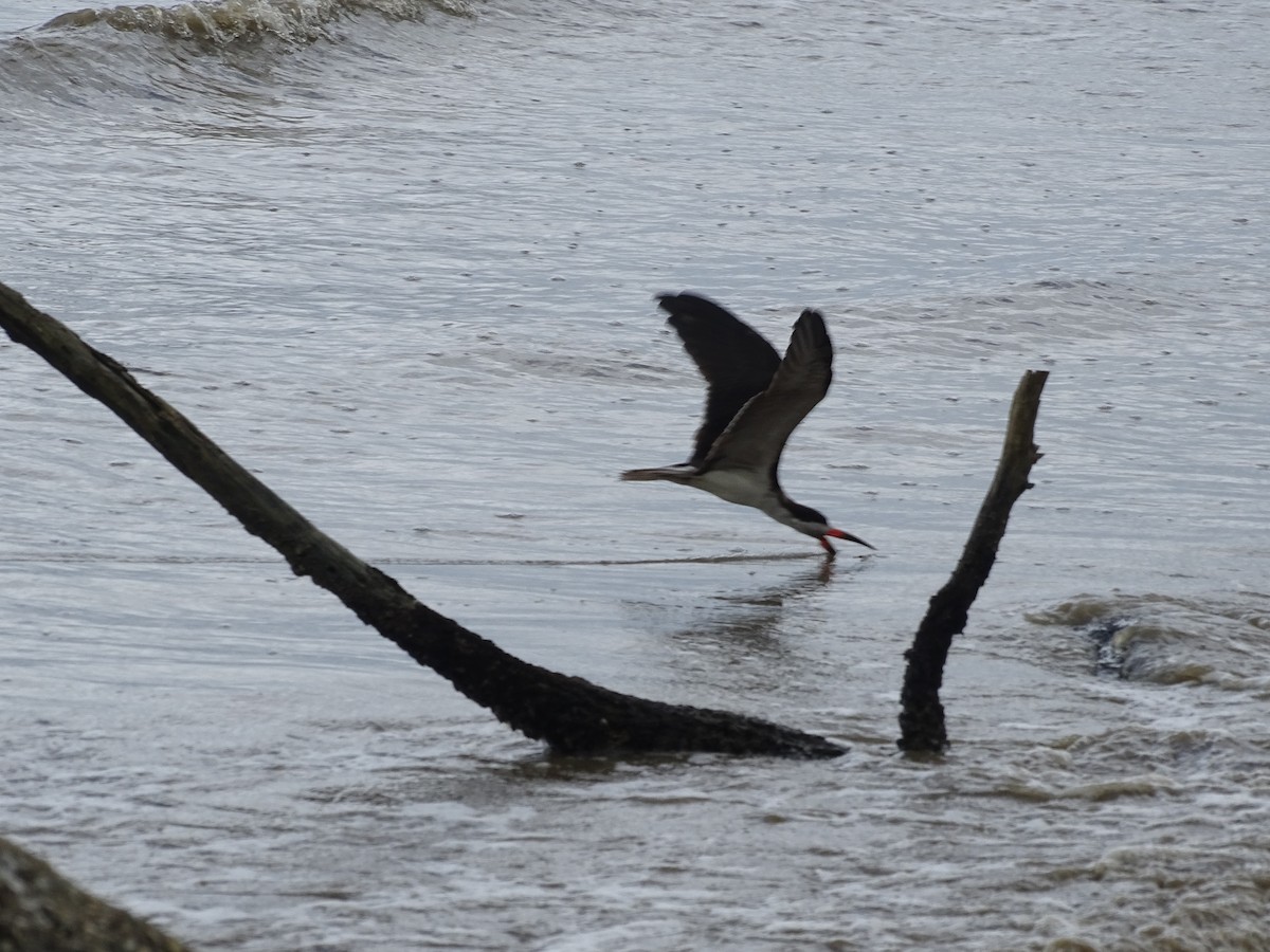 Black Skimmer - ML478088221