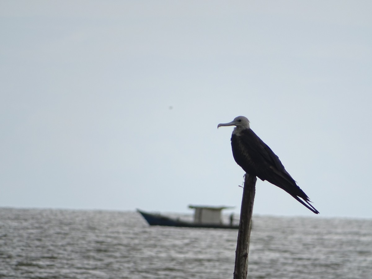 Magnificent Frigatebird - ML478088311