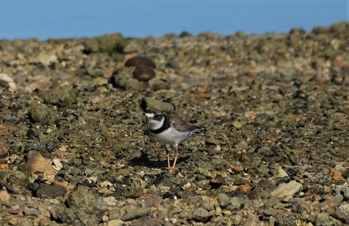 Semipalmated Plover - ML478088381