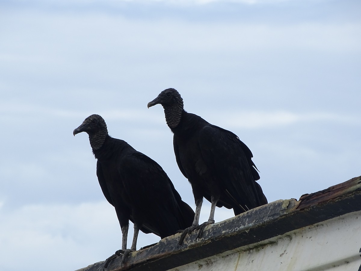 Black Vulture - ML478088411