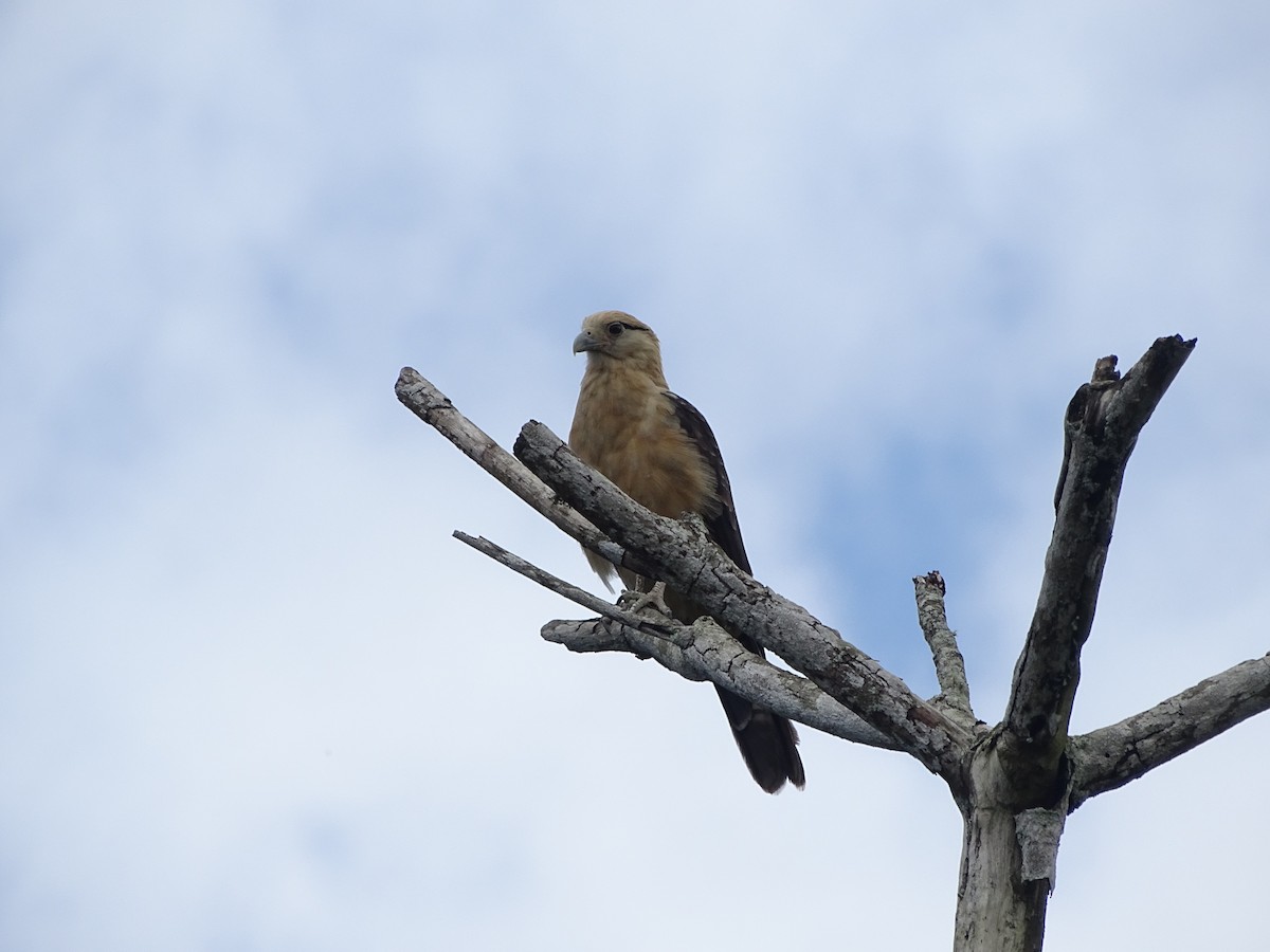 Caracara Chimachima - ML478088521