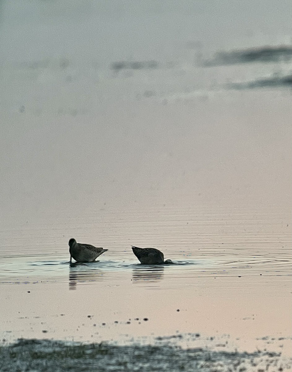 Short-billed Dowitcher - ML478088721