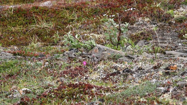 Red-necked Stint - ML478089