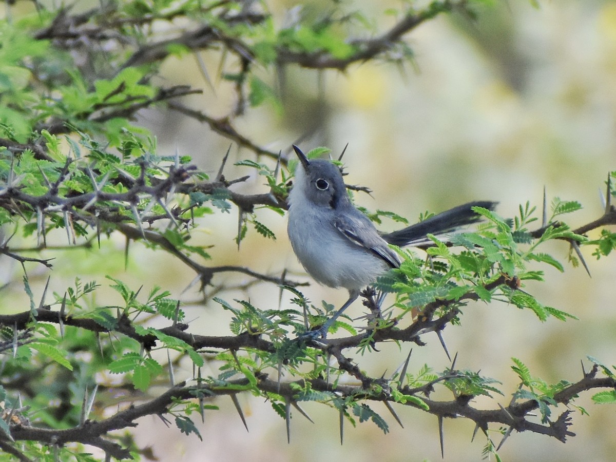 Cuban Gnatcatcher - ML478089691