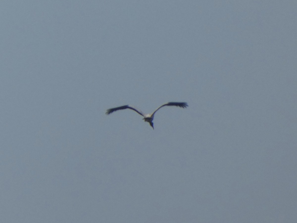 Wood Stork - ML478089831