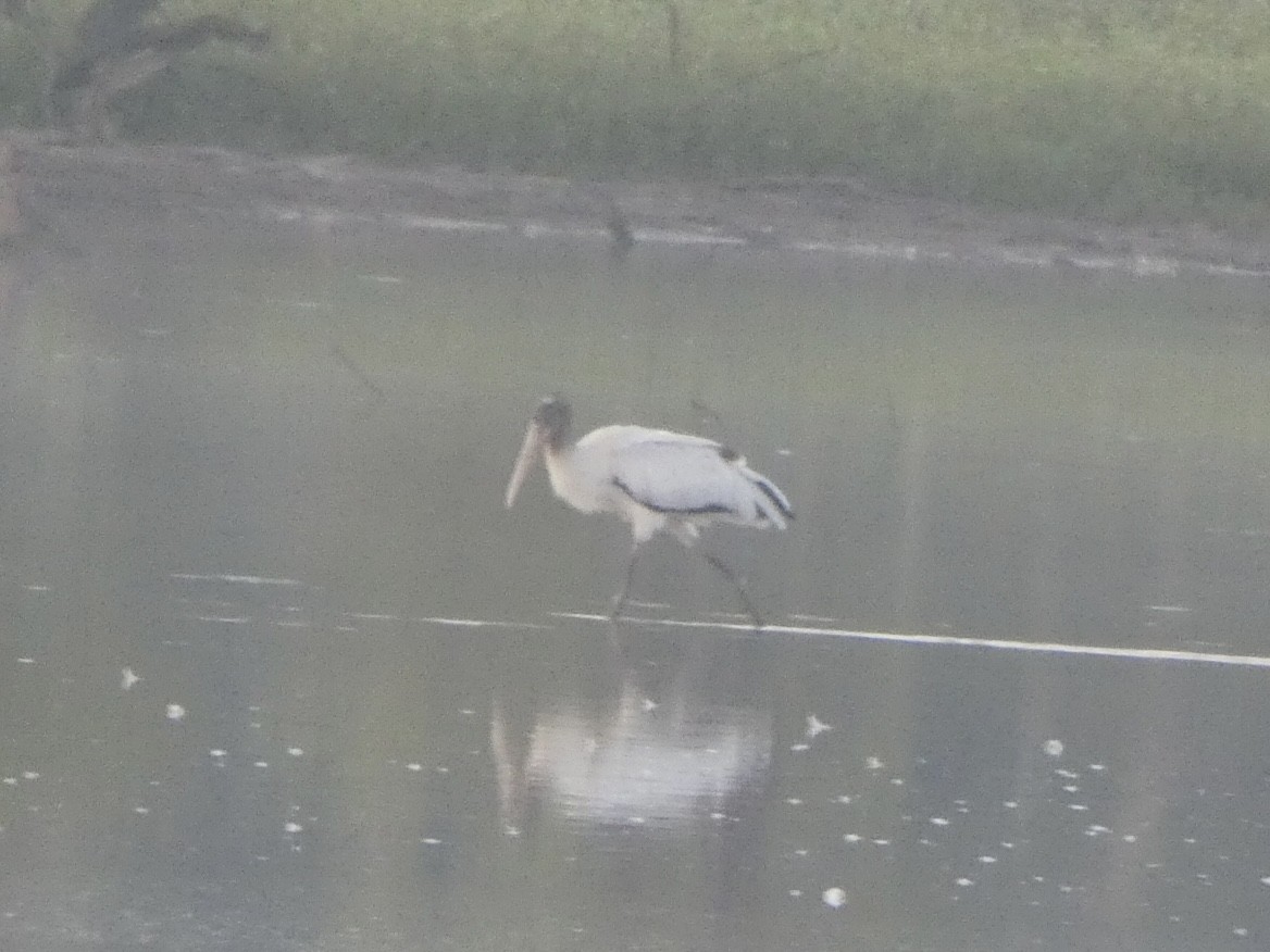 Wood Stork - Noah Rokoske