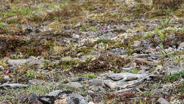 Red-necked Stint - ML478090