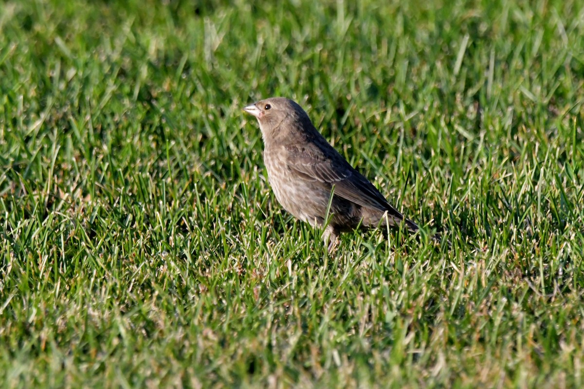 Brown-headed Cowbird - ML478090101