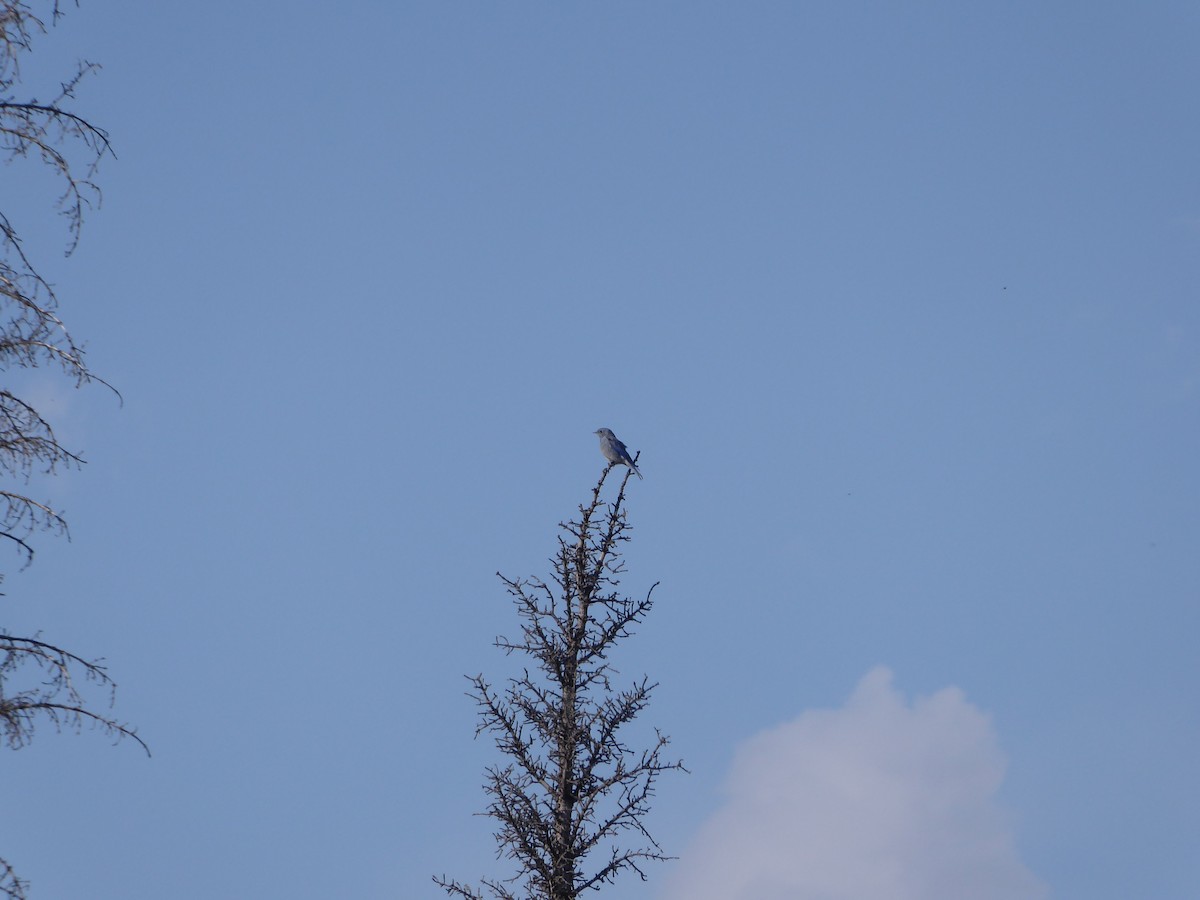 Mountain Bluebird - ML478090251