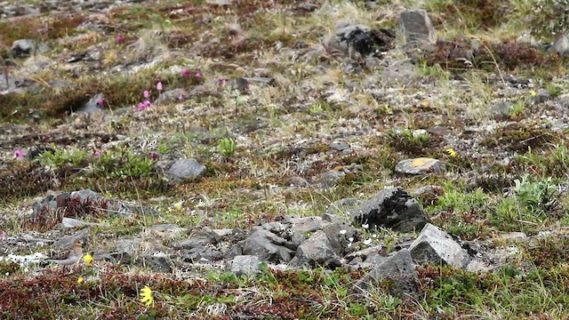 Red-necked Stint - ML478091