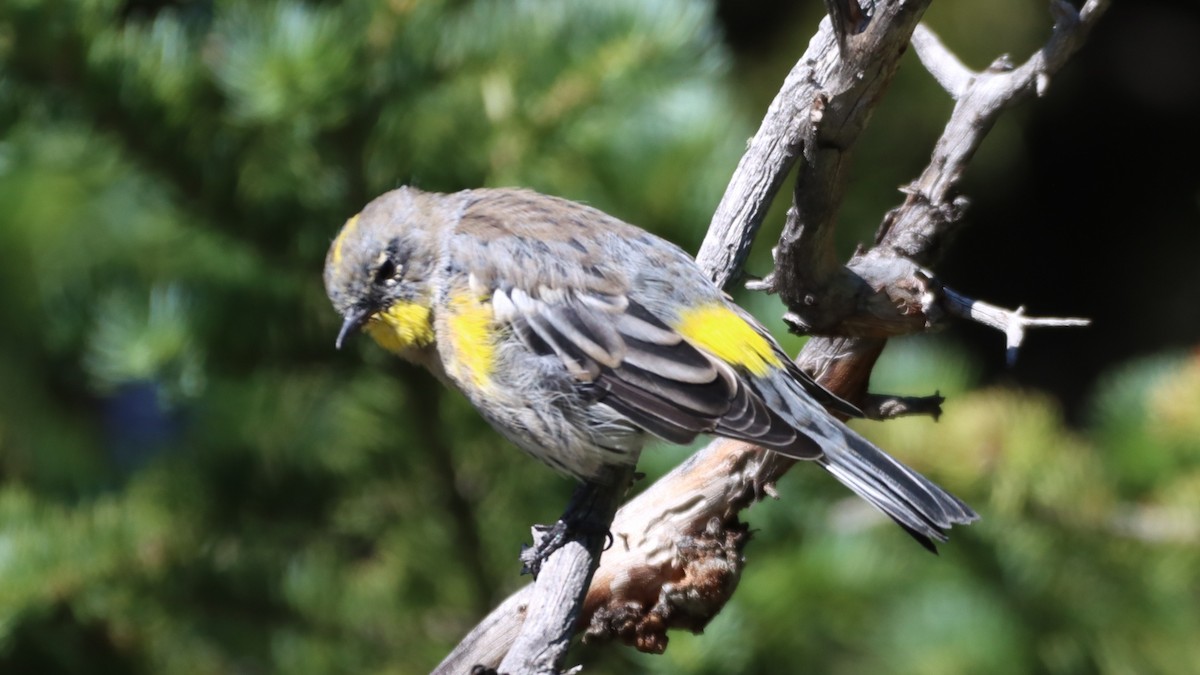 Yellow-rumped Warbler - ML478091851