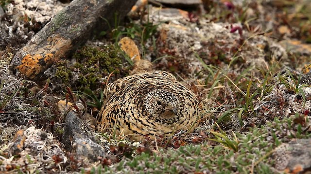 Rock Ptarmigan - ML478092