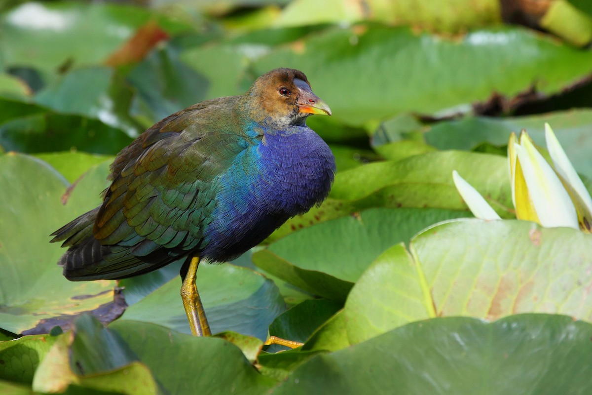 Purple Gallinule - ML47809311