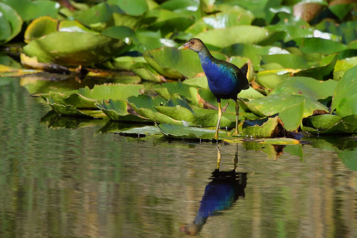 Purple Gallinule - ML47809321