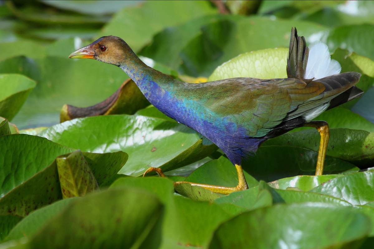 Purple Gallinule - ML47809331
