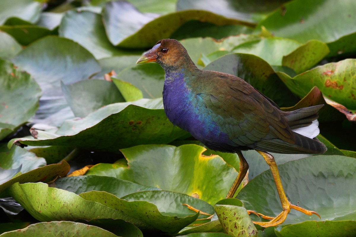 Purple Gallinule - ML47809341