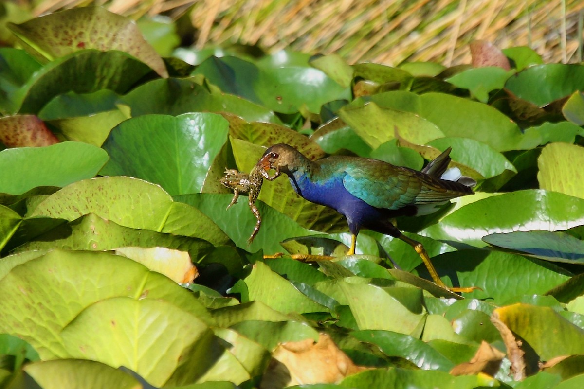 Purple Gallinule - ML47809351
