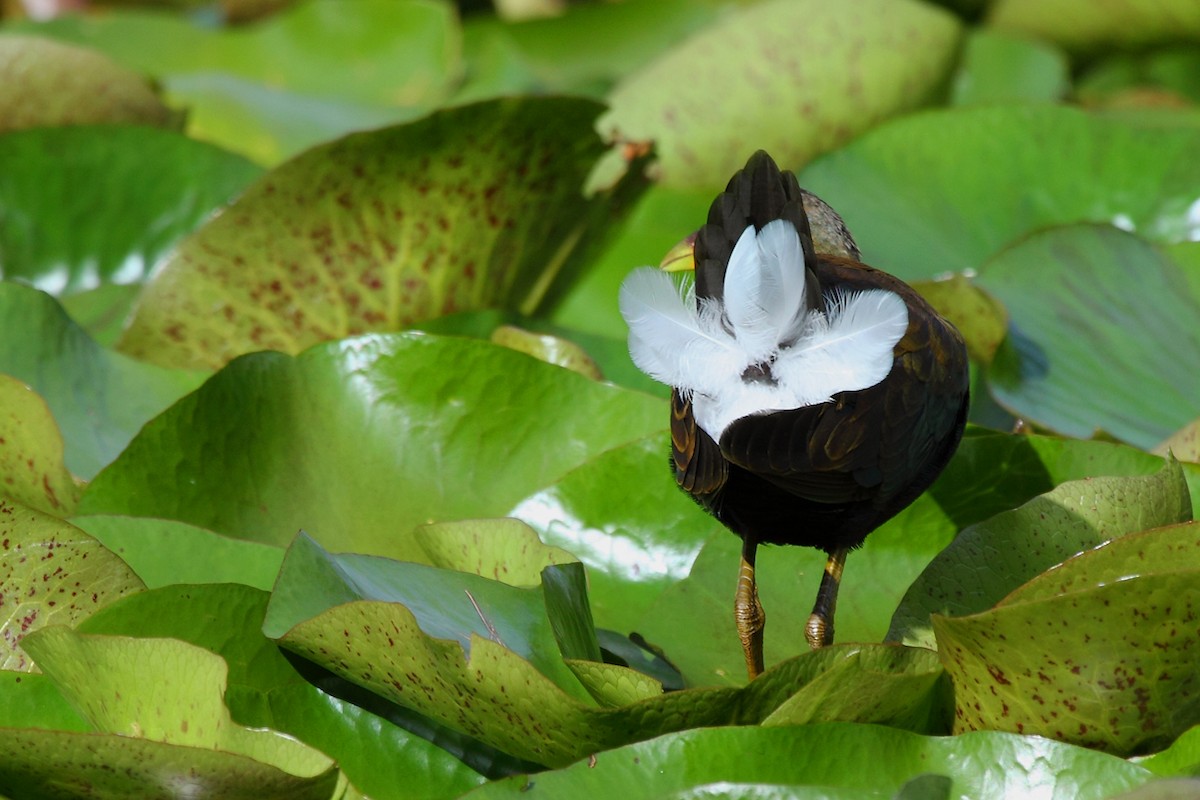 Purple Gallinule - ML47809361