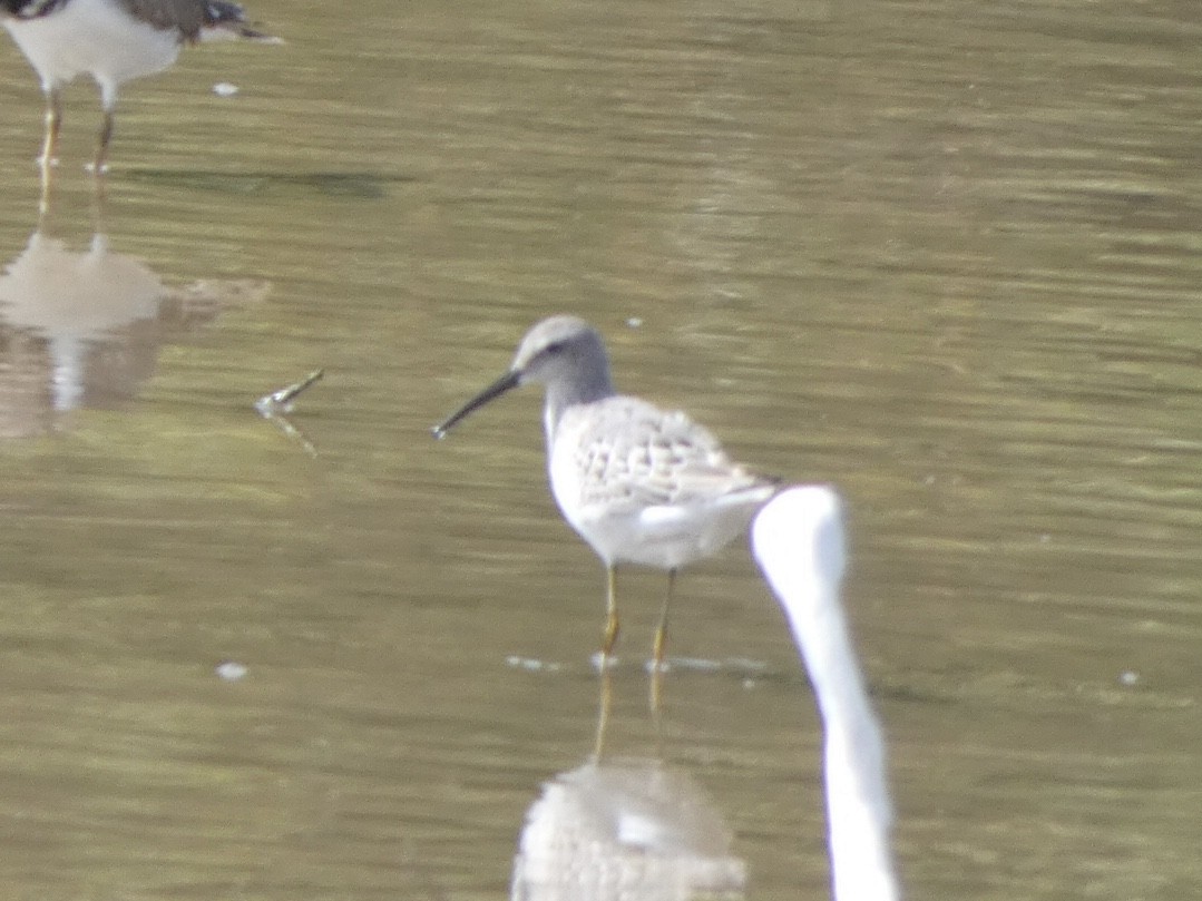 Stilt Sandpiper - ML478093881