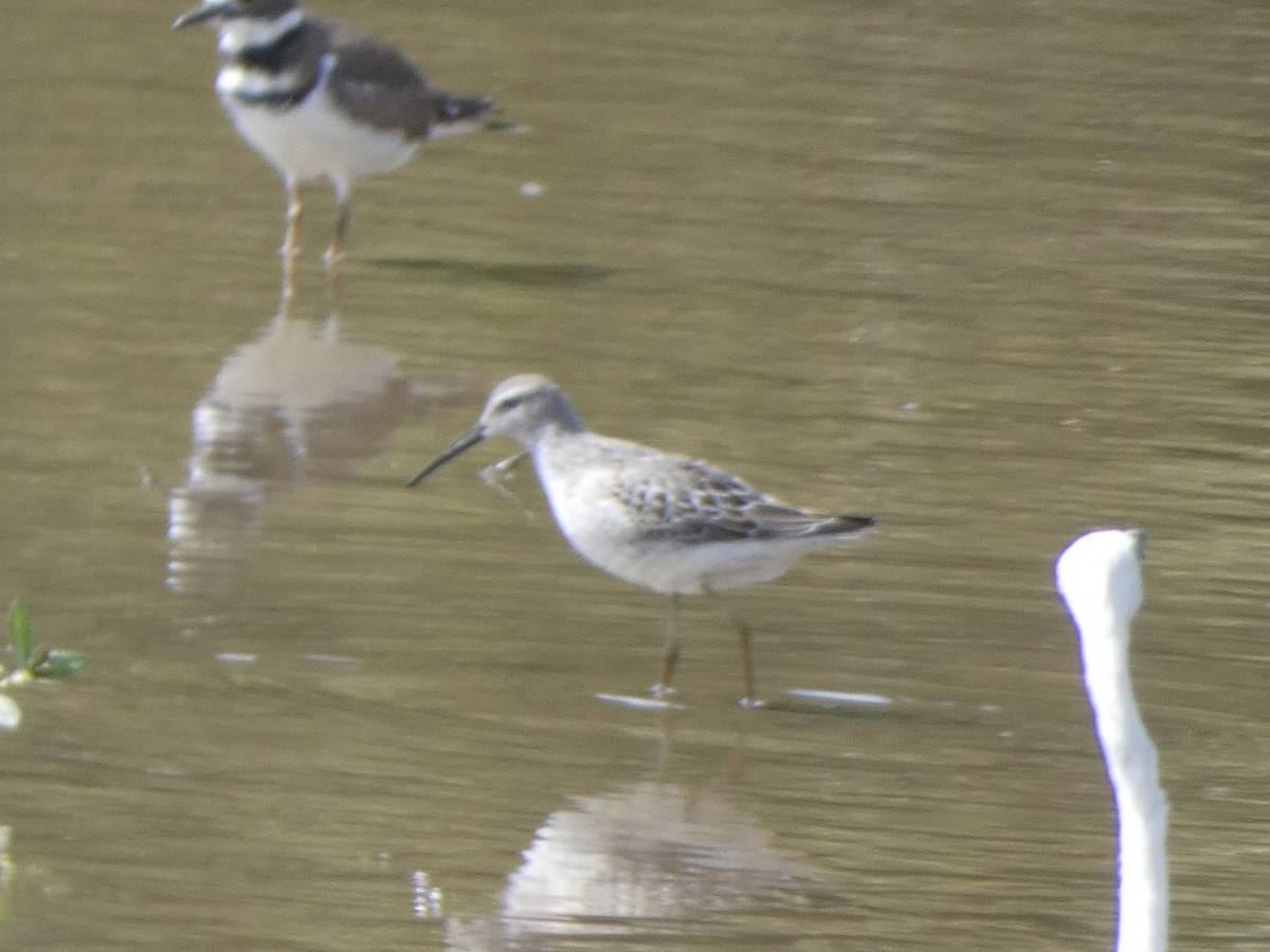 Stilt Sandpiper - ML478093891