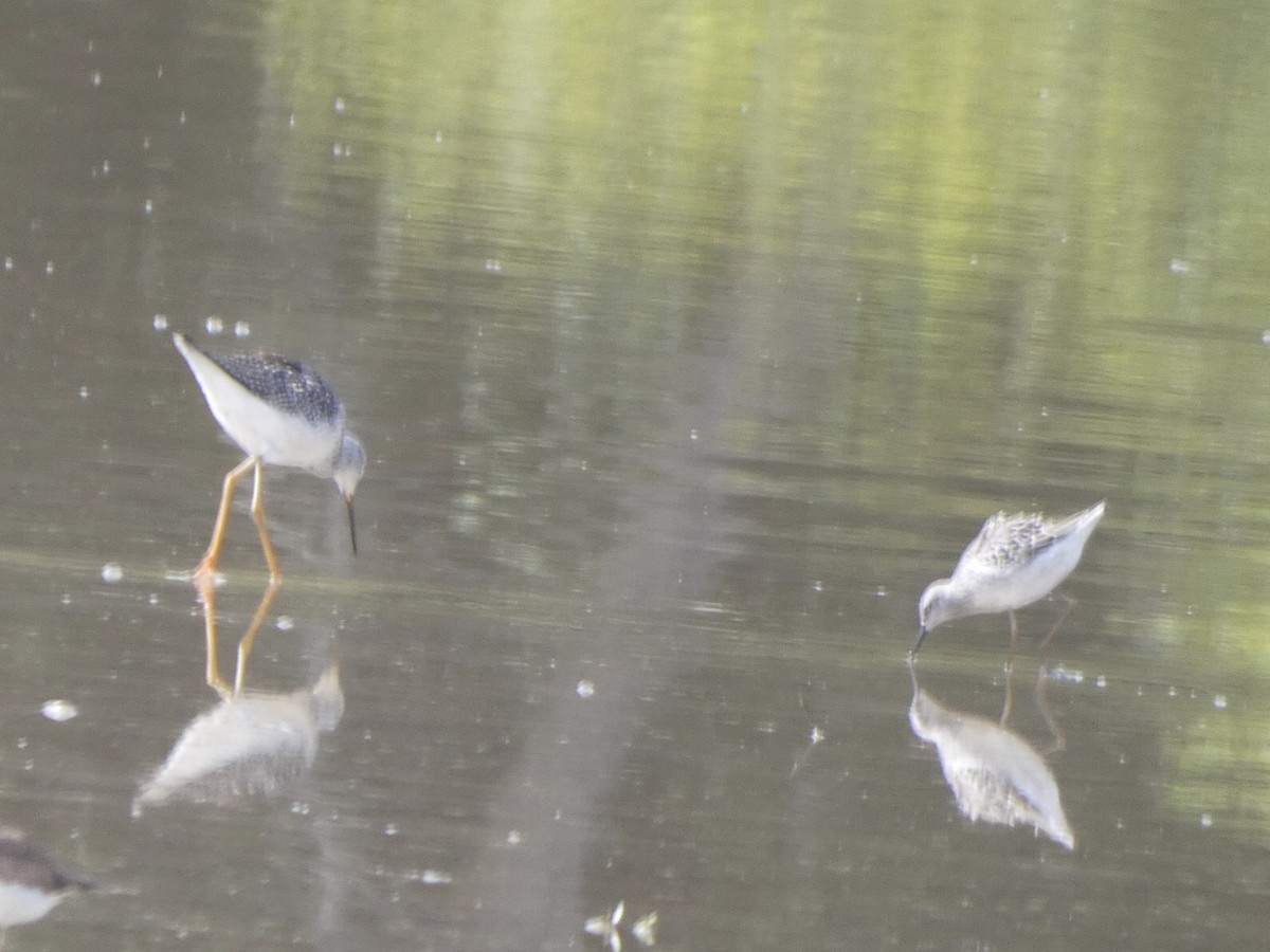 Stilt Sandpiper - ML478093911