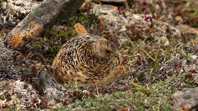 Rock Ptarmigan - ML478094