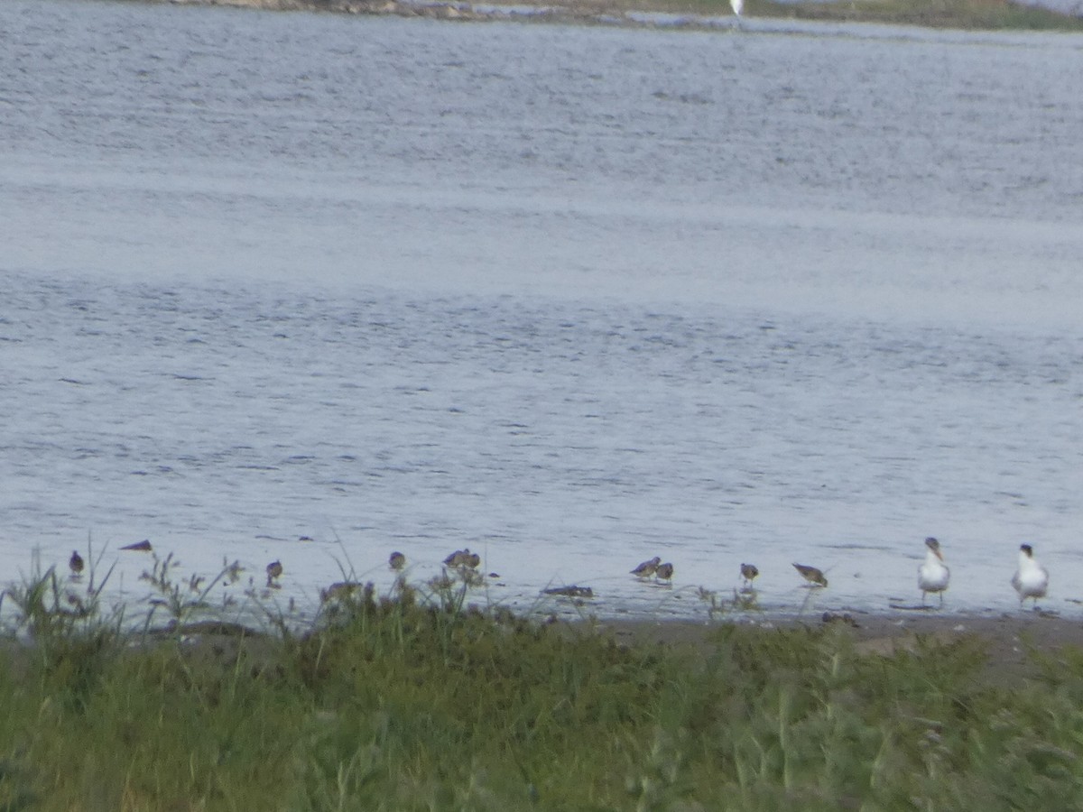 Short-billed Dowitcher - ML478094131